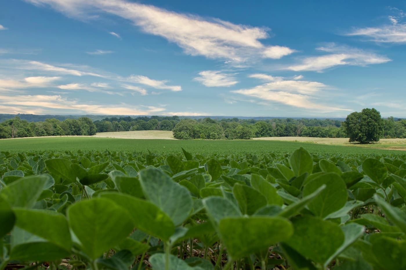 A vast monoculture soybean field stretching to the horizon