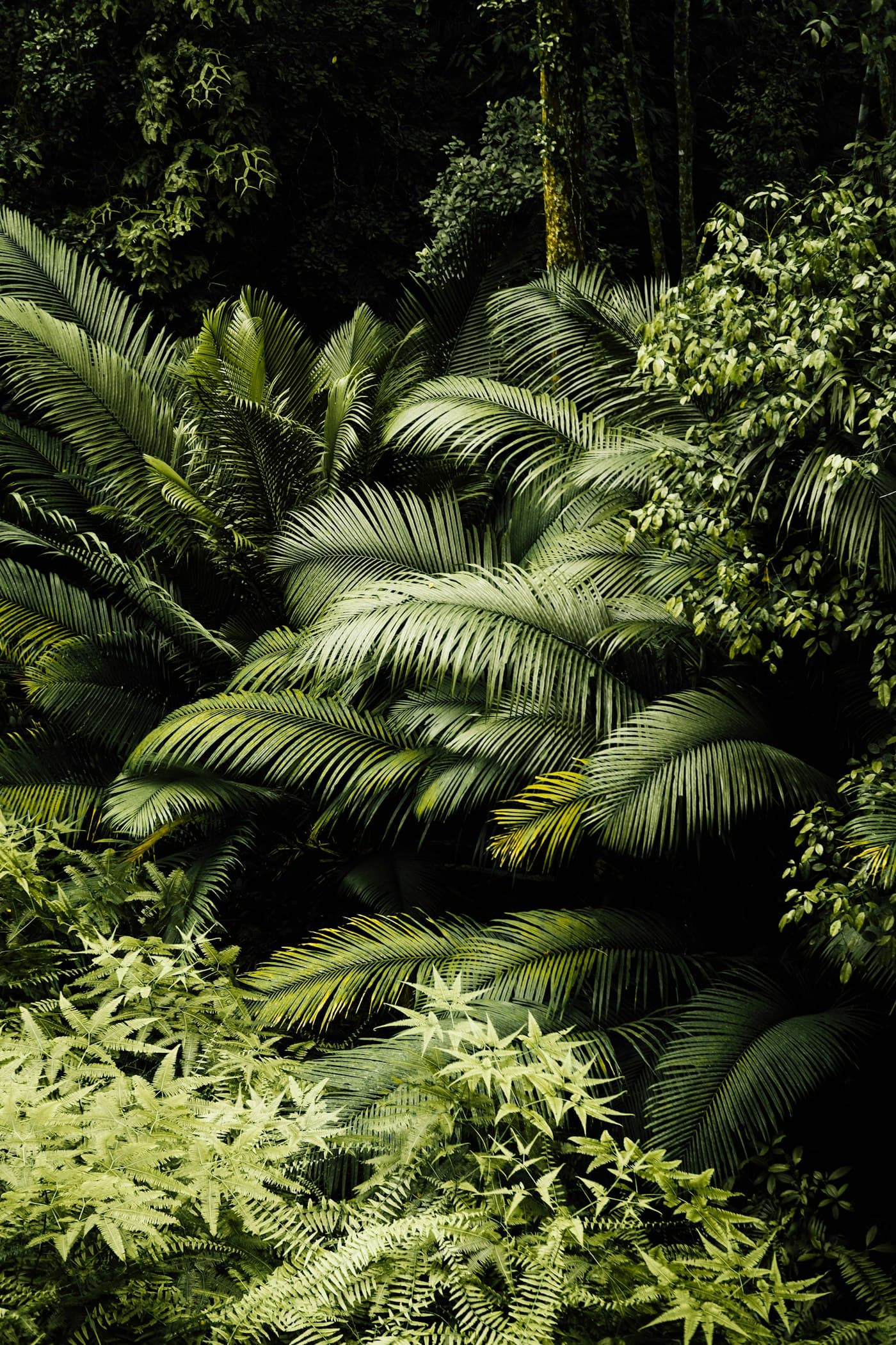 A dense, living forest canopy