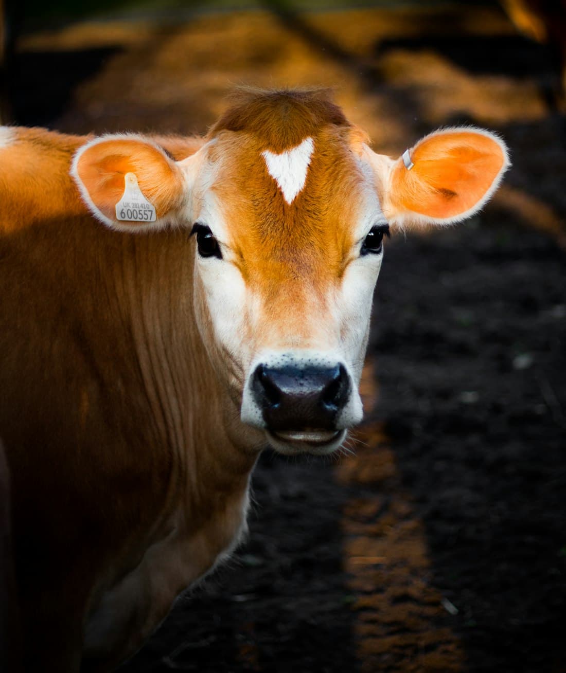 A young calf looking into the camera