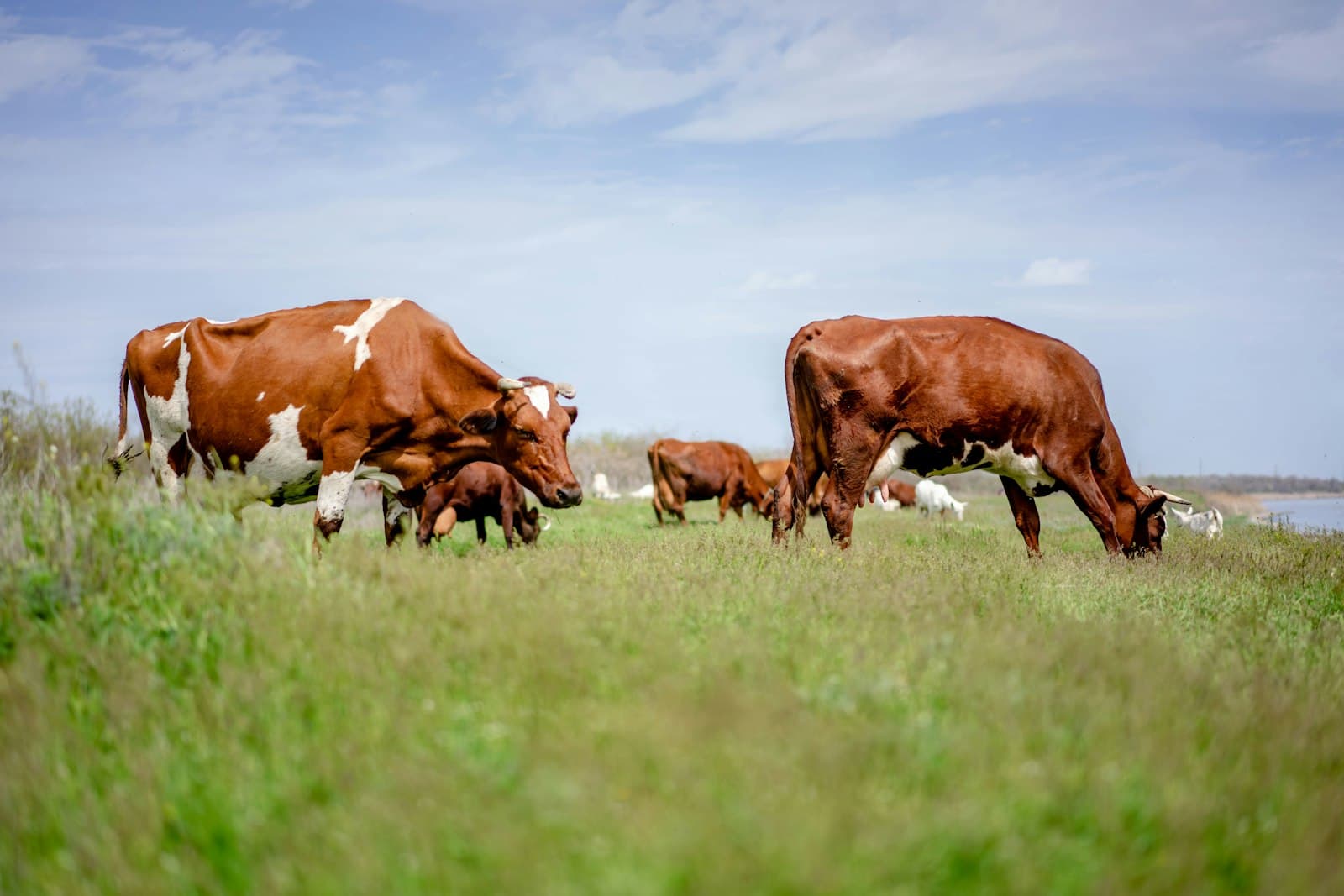 Cows grazing on open green pasture