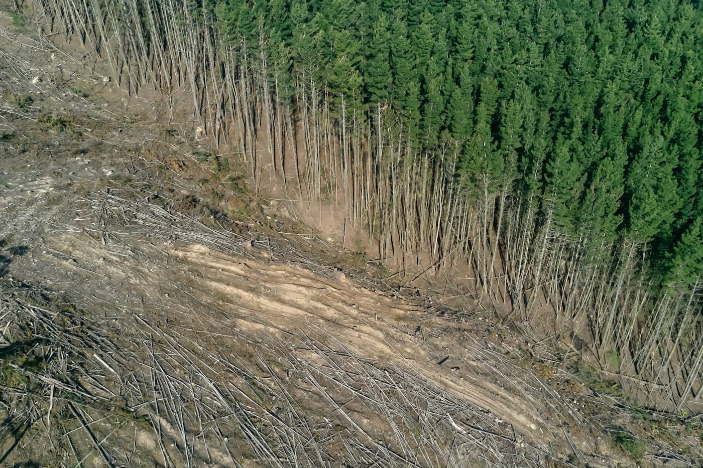 Aerial view of forest clear-cut beside standing trees