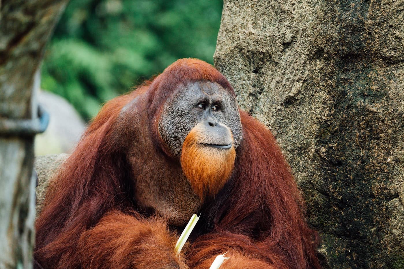 A wild orangutan looking into the camera